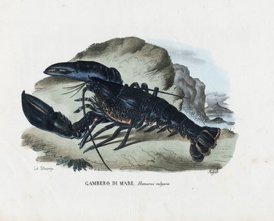 Crostacei, 1863-79 da Raimundo Petraroja